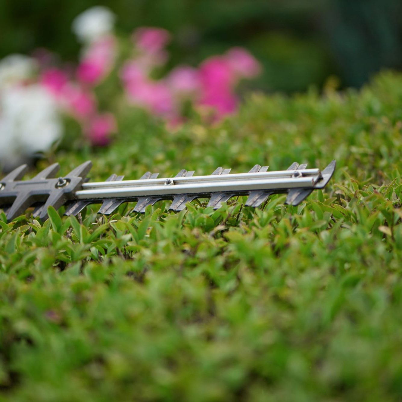 dreamstime_m_129669648 hedge trimming