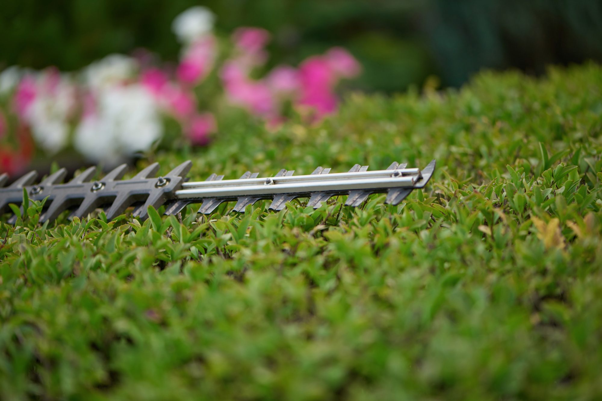 hedge trimming